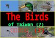 The birds of taiwan (7) 台灣的鳥類 (7)