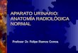 2- AP Urinario Anatom Radiolog Normal