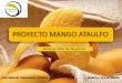 Presentacionproyecta Mango Ataulfo(01)