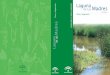 Estudio de la flora y vegetación en el paisaje de la Laguna de las Madres (Huelva) - 2007