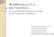 Acidithiobacillus ferrooxidans