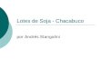 Lotes de soja  - Chacabuco (Andres Stangalini)