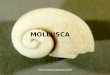 Animalia - Filum Mollusca
