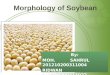 Morphology of soybean