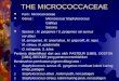 The Micrococcaceae