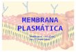 Membrana Plasmatica Slides