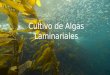 Cultivo de Algas Laminariales