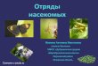 [Youdz.ru] отряды насекомых