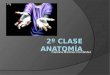 2º clase anatomía
