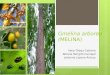 MELINA (Gmelina Arborea)Final (1)