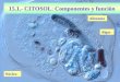 15.1.- CITOSOL: Componentes y función Núcleo Alimento Algas