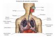 Esquema del aparato respiratorio. Funcion del aparato respiratorio La función del aparato respiratorio consiste en desplazar volúmenes de aire desde la