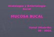 Histología y Embriología bucal MUCOSA BUCAL Yamel Villabrille. 09 – 0958