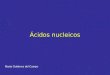 Ácidos nucleicos Marta Gutiérrez del Campo. Ácidos nucleicos DNA (ácido desoxirribonucleico) RNA (ácido ribonucleico) - Ácido fosfórico - Pentosa (ribosa
