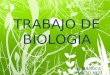TRABAJO DE BIOLOGÍA MARÍA ROCA ROMERO Nº21. LESIONES EN EL SISTEMA LOCOMOTOR