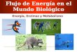 Flujo de Energía en el Mundo Biológico Energía, Enzimas y Metabolismo
