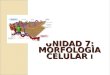 UNIDAD 7: MORFOLOGÍA CELULAR I. Indice Introducción Biomembranas Membrana plasmática Matriz extracelular Citoplasma Inclusiones citoplasmática Ribosomas