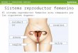 Unidad 7: Conociendo nuestra sexualidad Santillana Sistema reproductor femenino El sistema reproductor femenino esta compuesto por los siguientes órganos: