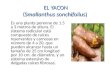 EL YACON (Smallanthus sonchifolius) Es una planta perenne de 1.5 a 3 metros de altura. El sistema radicular está compuesto de raíces reservantes y carnosas