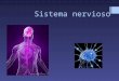 Sistema nervioso. Sistema de control, integración y coordinación Envía mensajes a través de nervios formados por neuronas. Los mensajes son señales eléctricas