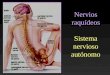 Nervios raquídeos Sistema nervioso autónomo. Los nervios raquídeos, junto con los craneales, integran el SNP, comunican el medio externo y el propio cuerpo