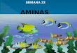 AMINAS SEMANA 23. amoníaco La sustitución de uno o más átomos de hidrógeno del amoníaco AMINAS por grupos alquílicos o arílicos da lugar a las AMINAS