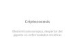 Criptococosis Blastomicosis europea, despertar del gigante en enfermedades micóticas