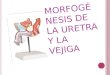 M ORFOGÉNES IS DE LA URETRA Y LA VEJIGA. V EJIGA Y URETRA En la 4ª a 7ª semana del desarrollo la cloaca se divide en el seno urogenital (anterior) y conducto