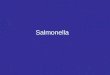 Salmonella. Características de Salmonella Bacilo G (-) móvil. Patologías en humanos: gastroenteritis (S. thyphimurium) y fiebre tifoidea (S. thyphi)