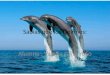 Sabías que los Delfines: Alumna : Valeria Gil Arroyo