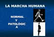 LA MARCHA HUMANA NORMAL NORMALYPATOLÓGICA. Introducción Objetivos de la MRHB --> Reparar o Sustituir los Hitos Evolutivos Perdidos con la Enfermedad Objetivos