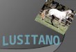 LUSITANO El caballo lusitano es una raza equina de origen portugués cuyo nombre deriva de Lusitana. Se trata de un caballo ibérico de tipo barroco… (robusto