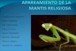 Clasificación científica Reino: Animalia Filo: Arthropoda Clase: Insecta Orden: Mantodea Familia: Mantidae Género: Mantis Especie: M. religiosa