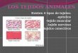 Existen 4 tipos de tejidos: -epitelios -tejido muscular -tejido nervioso -tejidos conectivos