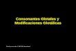 Consonantes Glotales y Modificaciones Glotálicas Derechos reservados © 2002 SIL International