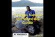 Tortugas Marinas en Peligro del Caribe © WIDECAST 2001