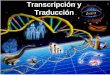 Transcripción y Traducción 4º A. SIGNIFICADO GENÉTICO DE LA REPLICACIÓN Es el de conservar la información genética, de manera que cuando una célula
