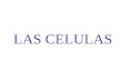 LAS CELULAS. Célula procariota CELULA VEGETAL Células vegetales