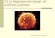 T.5 La Reproducción Sexual en animales y plantas Marga Frigola Espinosa