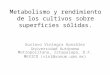 Metabolismo y rendimiento de los cultivos sobre superficies sólidas. Gustavo Viniegra González Universidad Autónoma Metropolitana, Iztapalapa, D.F. MEXICO