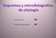 Esquemas Microfotografías. Esquemas de virus y tipos celulares 1.- Virus 2.- Célula procariota 3.- Célula eucariota animal 4.- Célula eucariota vegetal