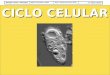 Biología Celular e HistologíaUnidad I. De Células a Tejidos Tema 1. Estudio General de la Célula 1.4 Ciclo Celular CICLO CELULAR