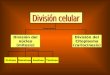 División del núcleo (mitosis) División del Citoplasma (cariocinesis) ProfaseMetafaseAnafaseTelofase Comprende Dividida en
