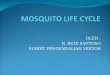 Siklus Hidup & Bionomik Nyamuk(1)