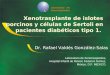 Xenotrasplante de islotes porcinos y células de Sertoli en pacientes diabéticos tipo 1. Dr. Rafael Valdés González-Salas Laboratorio de Xenotrasplantes,
