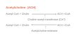 Acetylcholine (ACH) Acetyl-CoA + Cholin ACH +CoA Choline-acetyl-transferase (CAT) Acetyl-CoA + Cholin ACH +CoA Acetylcholine-esterase
