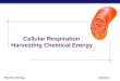 Regents Biology 2009-2010 Cellular Respiration Harvesting Chemical Energy