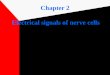 Chapter 2 Electrical signals of nerve cells. 細胞內的電位記錄 玻璃電極，直徑 小於 1 um 刺激電極 記錄電極 Hyperpolarization Depolarization Threshold potential