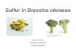Sulfur in Brassica oleracea Gracie Gordon Michael Lorentsen James Helzberg 