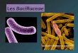 Les Bacillaceae. Les bacilles Gram + 1°/Bacilles Gram + cultivant en aérobiose et non filamenteux 1.1. Sans forme filamenteuse : Bacillus et apparentés